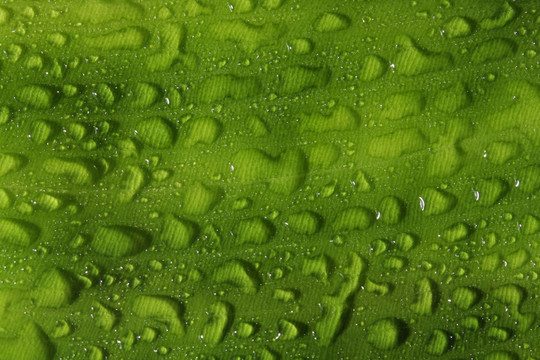 樹(shù)葉上的雨滴