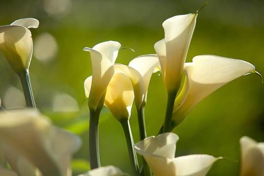 關(guān)閉Calla Lily黑回來(lái)