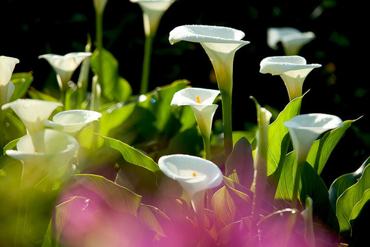 關(guān)閉Calla Lily黑回來