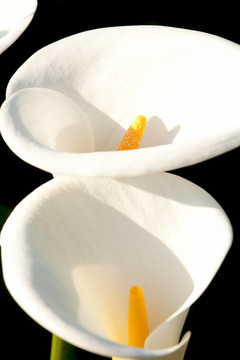 關(guān)閉Calla Lily黑回來