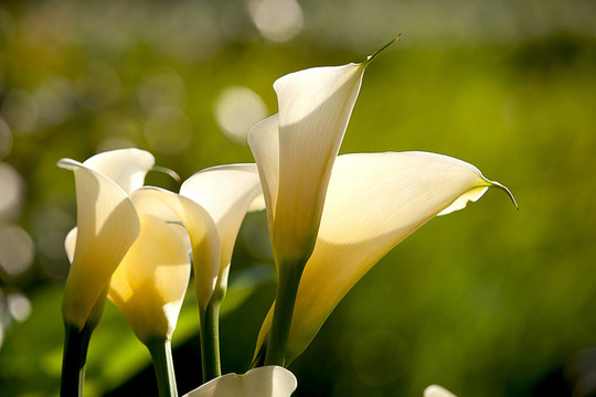 關(guān)閉Calla Lily黑回來(lái)