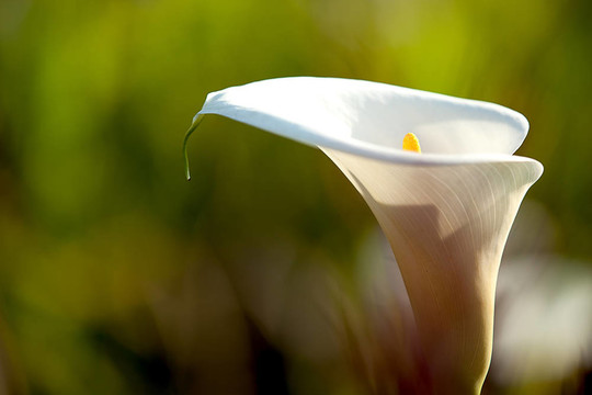 關(guān)閉Calla Lily黑回來(lái)