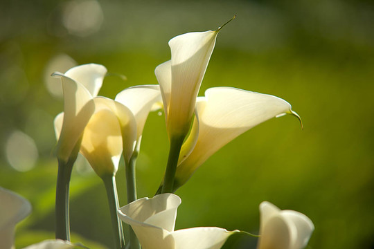 關(guān)閉Calla Lily黑回來(lái)