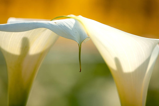 關(guān)閉Calla Lily黑回來(lái)