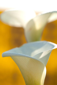 關(guān)閉Calla Lily黑回來(lái)