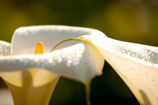 關(guān)閉Calla Lily黑回來(lái)