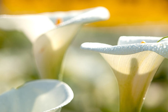 關(guān)閉Calla Lily黑回來(lái)