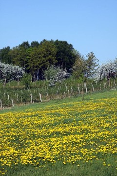 田野的蒲公英