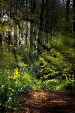 在鮮花和陽光的春天forestpath
