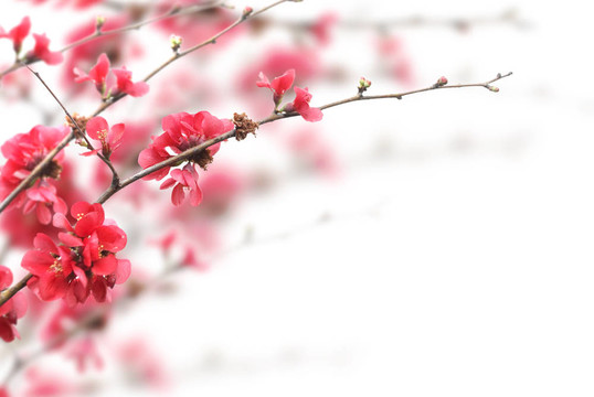 櫻花