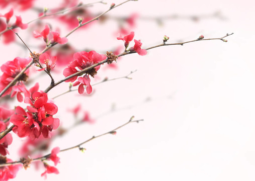 櫻花