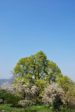 開花的樹