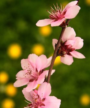 櫻花在蒲公英