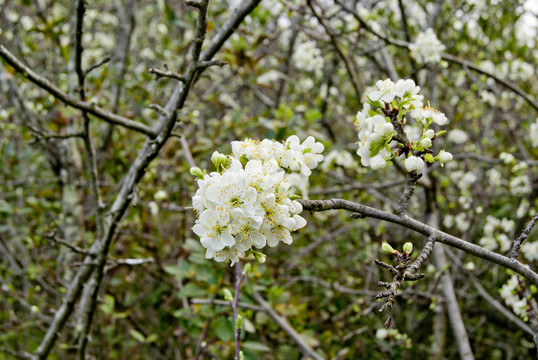 蘋(píng)果花的春天