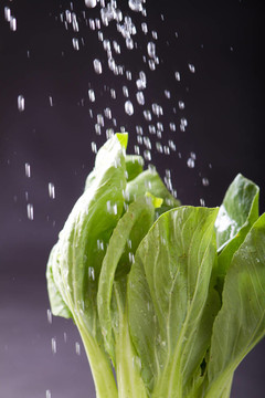 白菜澆水