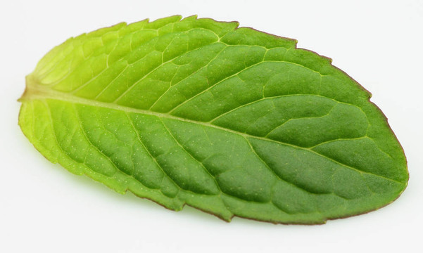 薄荷葉