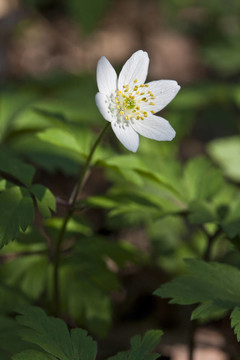 銀蓮花