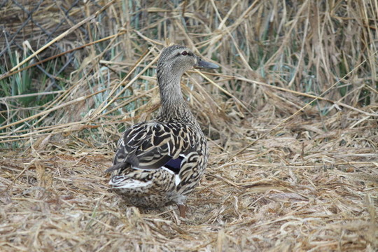 綠頭鴨；Hen