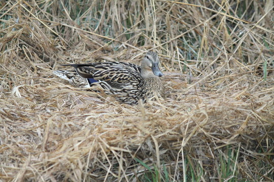 綠頭鴨；Hen