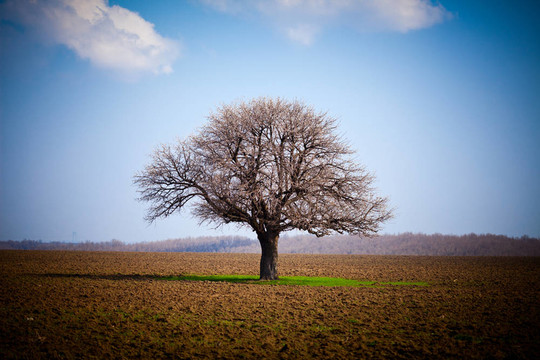 Hornbeam（鵝耳櫪betulus）