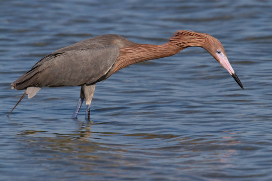 棕頸鷺（Egretta rufescens）