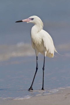 棕頸鷺（Egretta rufescens）