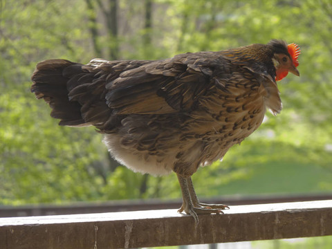 棲鳳
