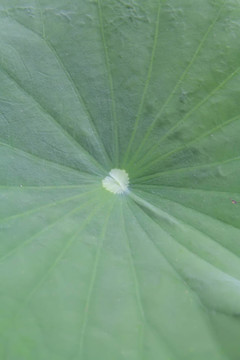荷葉