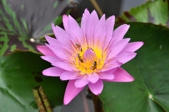 蓮花