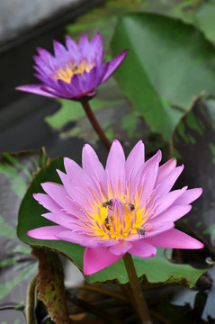 蓮花