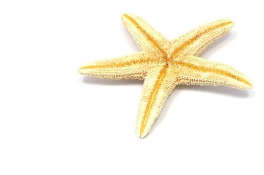 海之星