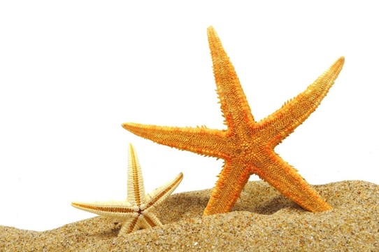 海星砂銀行