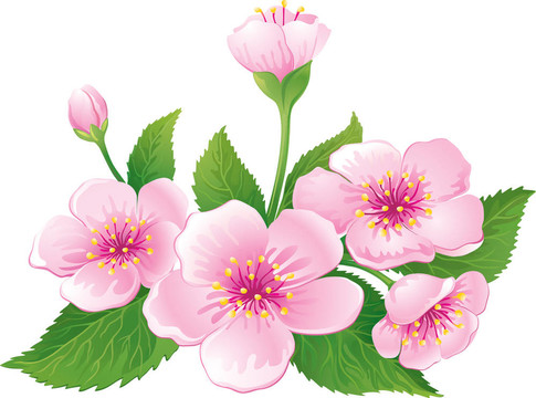 櫻花