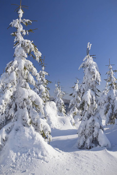 雪覆蓋的樹木與背景藍天冬景（山j(luò)eseniky；捷克共和國）