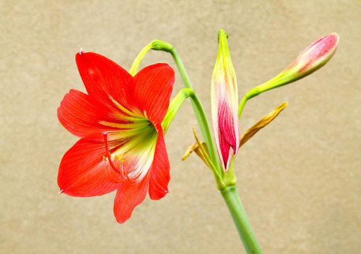 花園里的紅花