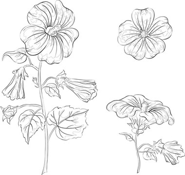 花葵；輪廓