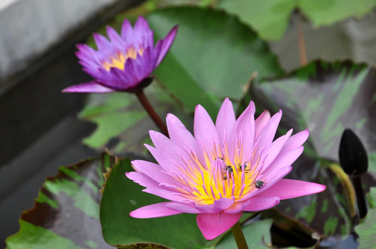 蓮花