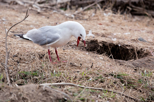 紅嘴海鷗（Chroicocephalus scopulinus）