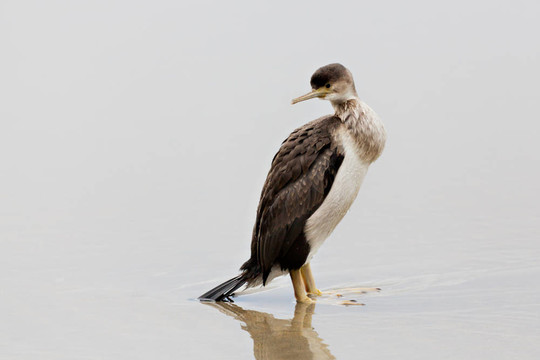 發(fā)現(xiàn)粗毛（Phalacrocorax punctatus）