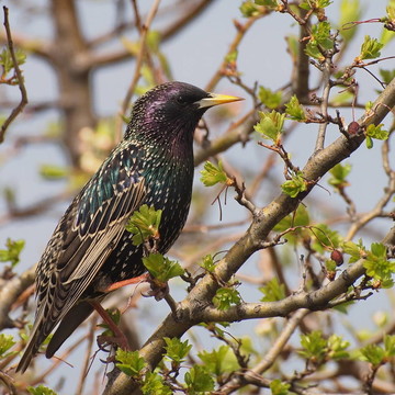 常見(jiàn)的Starling；Sturnus vulgaris