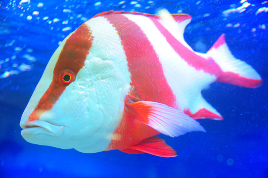 水下的魚
