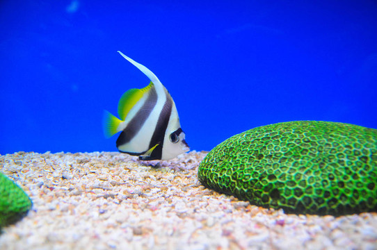 異國(guó)魚(yú)類(lèi)；海底世界