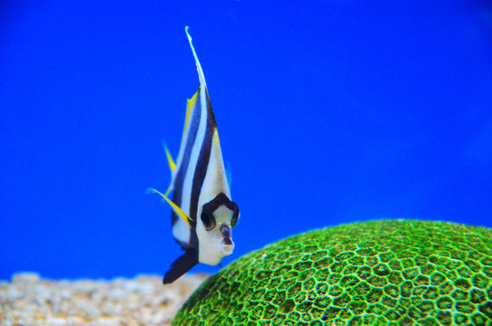 異國(guó)魚(yú)類；海底世界