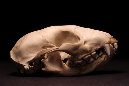 在黑色背景上的Raccoon Skull