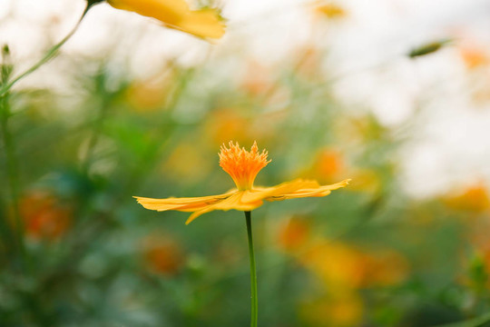 黃色的大波斯菊