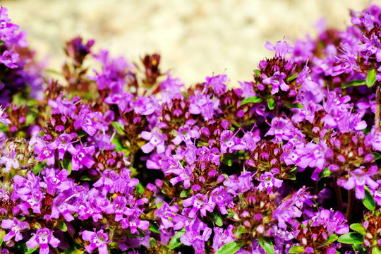 百里香花色彩強烈