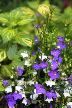 藍(lán)色和白色的花園里的半邊蓮