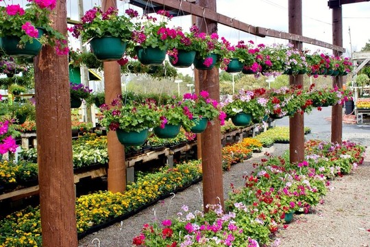 花籃花籃