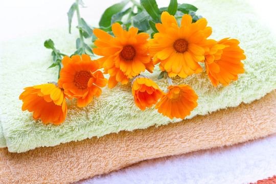 Calendula Flowers（金盞花
