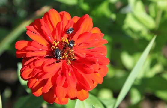 花園里的春天花朵
